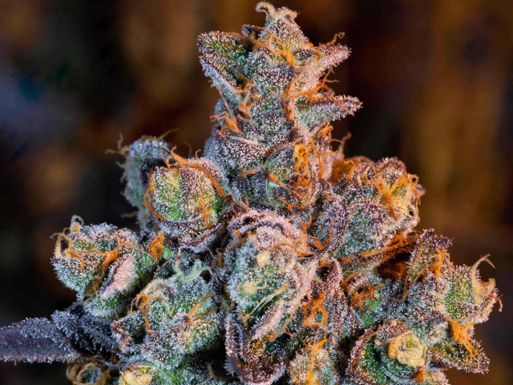 Top 5 Orange Weed Strains with Lip-Smacking Taste