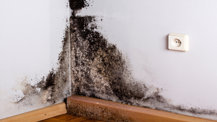 Health Risks Associated With Mold Exposure