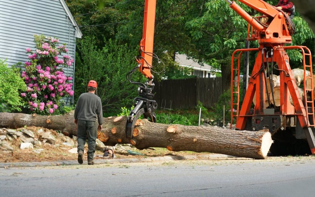 What Does a Tree Service Do? Exploring the Role and Services Provided
