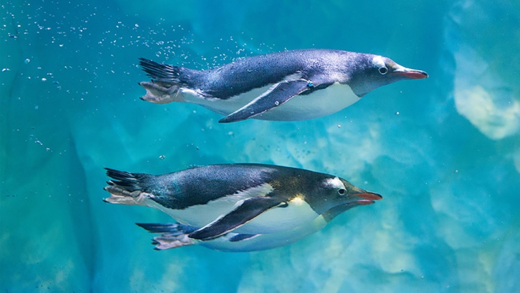 Explore the Wonders of the Sea: Get Your Aquarium Tickets for Sea Life Konstanz