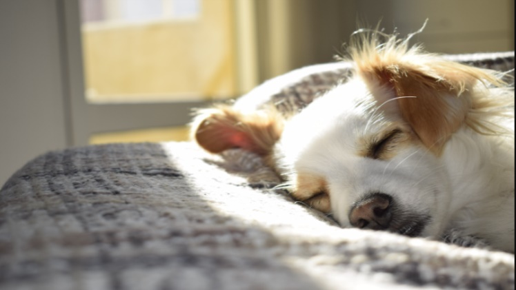 Preparing Your Home For Your Dog’s Post-surgical Needs