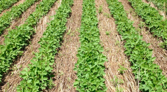 Understanding Fertilization Strategies For No-Till Farming