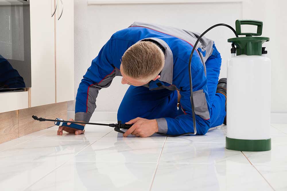 Educated Extermination: What You Should Know About Pest Control