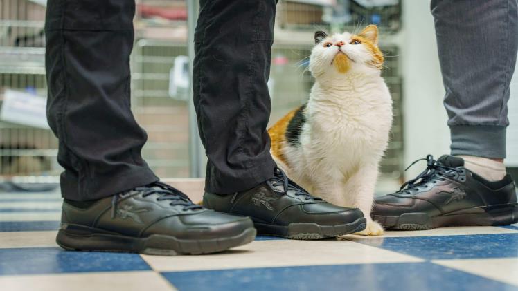 Safe Soles: A Journey From Slips To Steady Steps