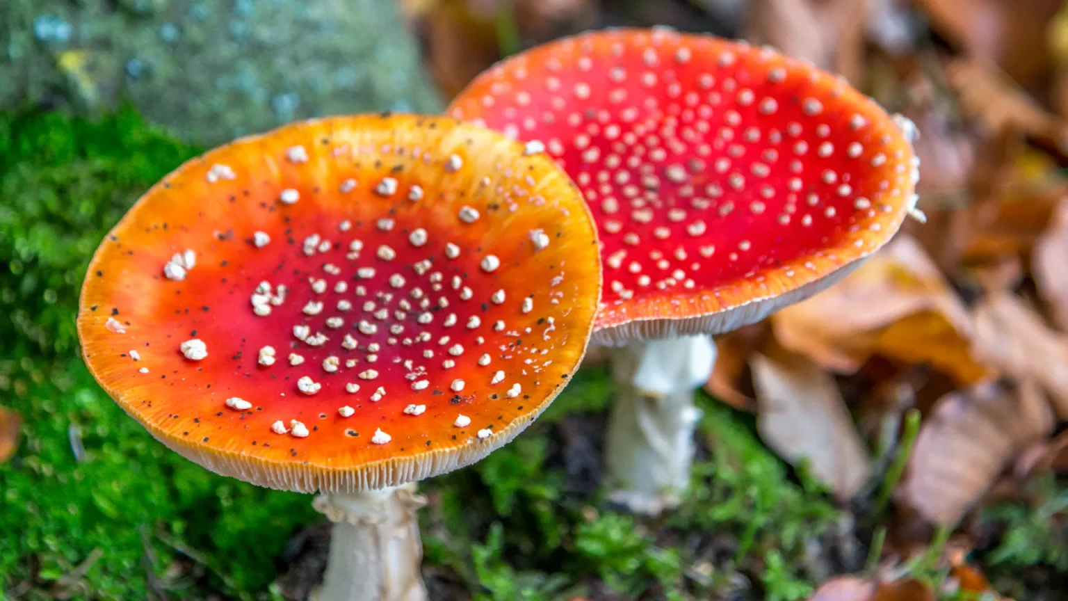 Positive psychological effects of microdosing of Amanita muscaria