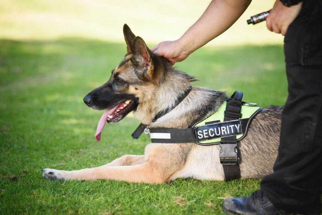A Comprehensive Guide About Canine Unit Security