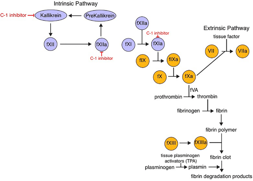 Plasma Protease C1-inhibitor Treatment: A Promising Therapy for Hereditary Angioedema