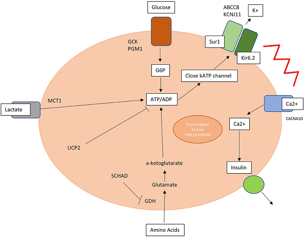Navigating Congenital Hyperinsulinism: Insights into Diagnosis and Treatment Strategies