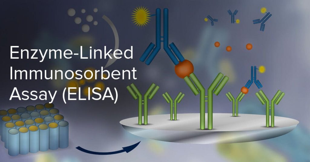 Enzyme Linked Immunosorbent Assay: A Staple Immunoassay Technique