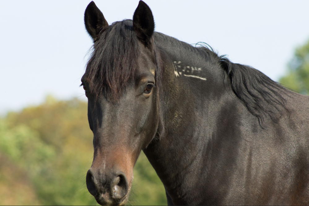 The Rich History of the Mustang Horse
