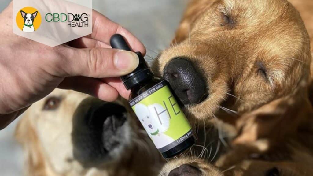 Anandamide Drops for Dogs: Dosing Made Simple
