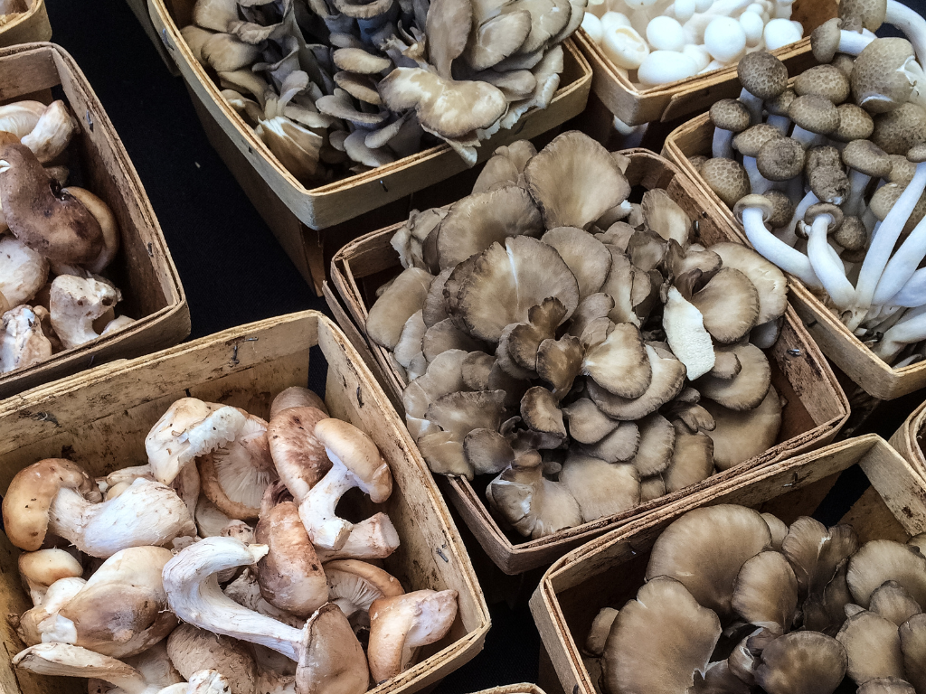 Premium Mushroom Products Online: Benefits You Should Know