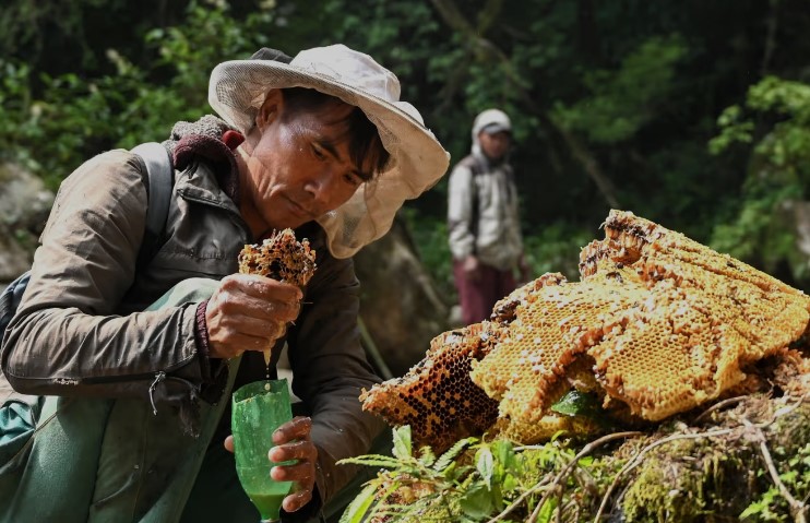 Mad Honey: The Mysterious Elixir Shaping a Niche Market