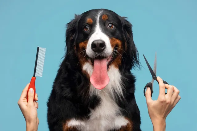 Say Goodbye to Excess Fur: How De-Shedding Treatments Keep Your Home Clean